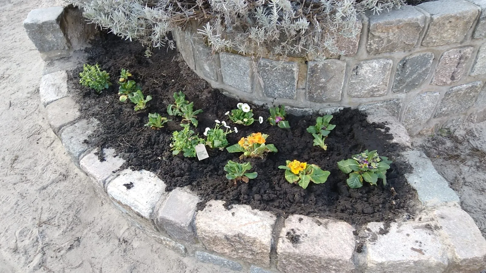 Frisch bepflanztes Gartenbeet
